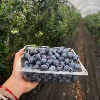 Arándanos Orgánicos Jumbo 500gr