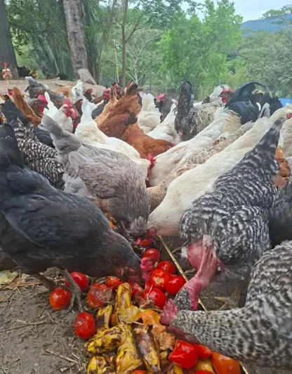 Huevos Criollos Cubeta por 30und - Imagen 2